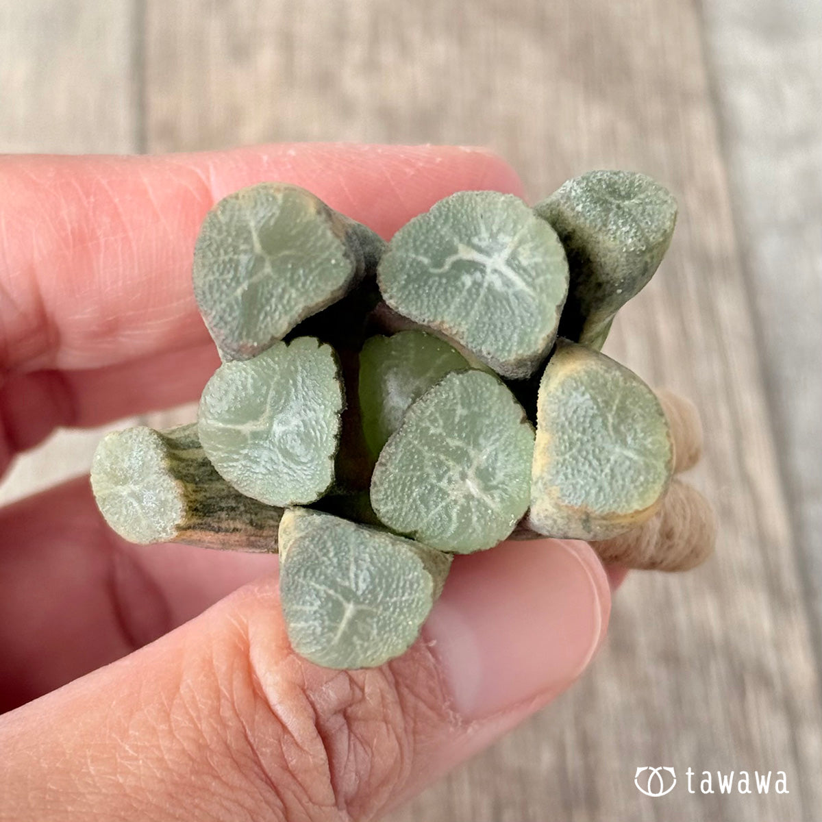 New Arrivals: Ice Green