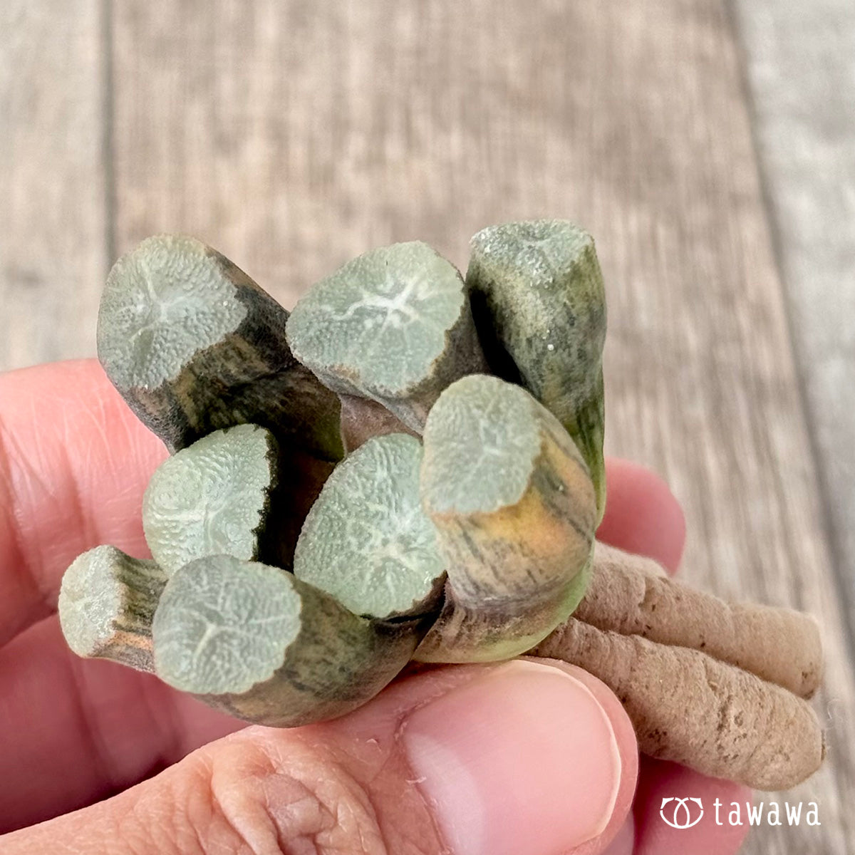 New Arrivals: Ice Green