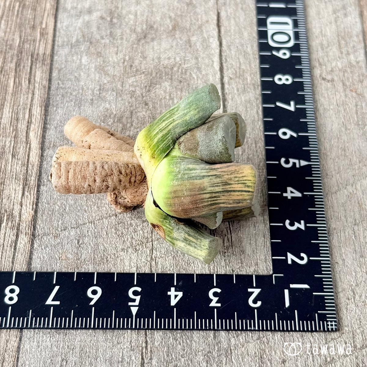 New Arrivals: Ice Green