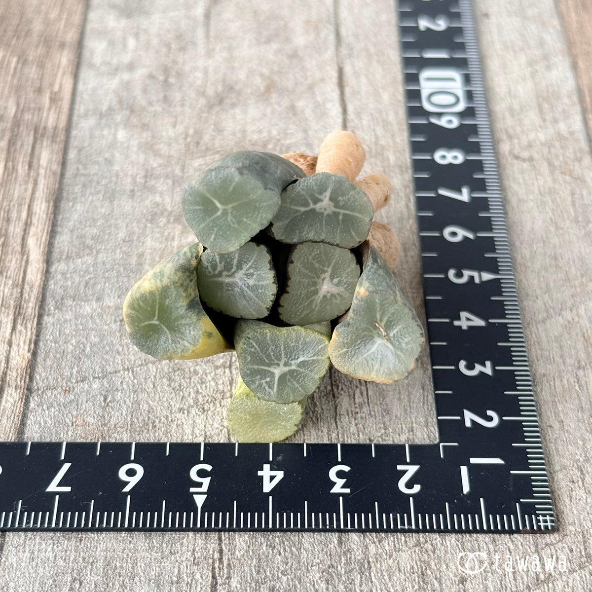 ハイエンド③（チャンヒー農園苗）