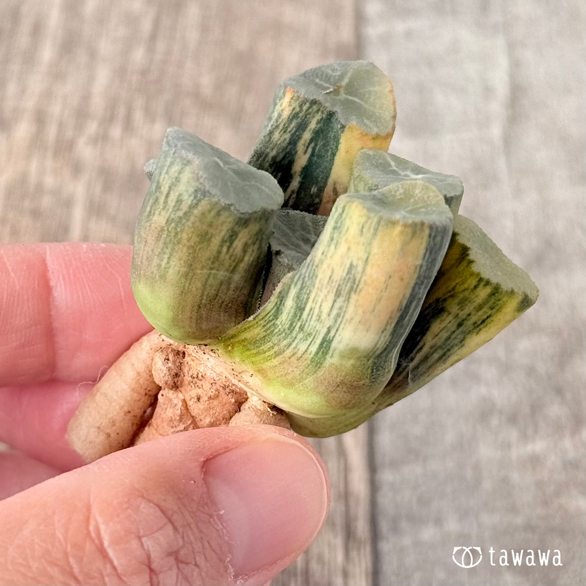 ハイエンド③（チャンヒー農園苗）