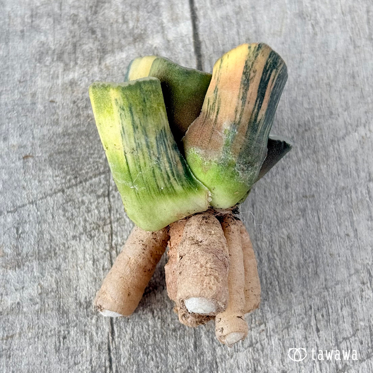 ハイエンド③（チャンヒー農園苗）