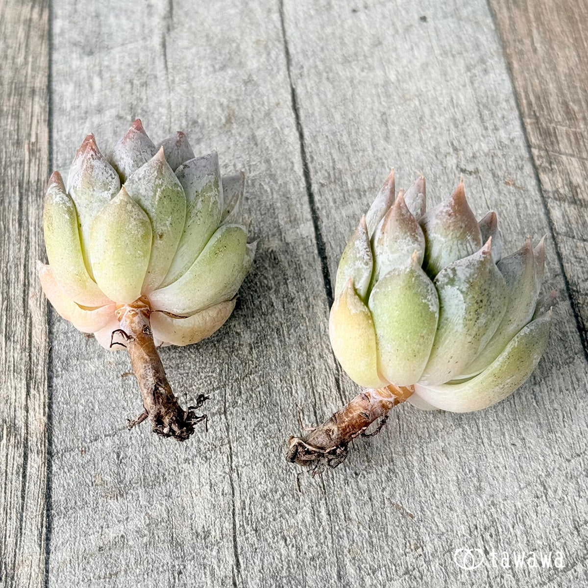 페로몬 (챔피언 모종)