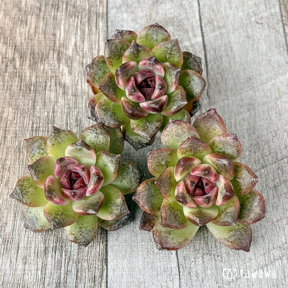 New Arrivals: Ice Green