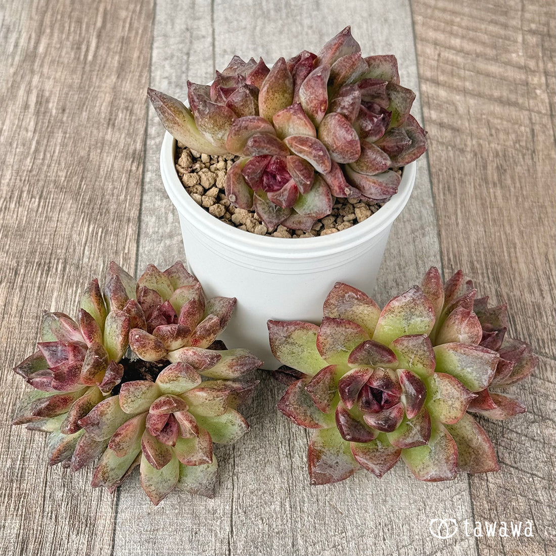 New Arrivals: Ice Green