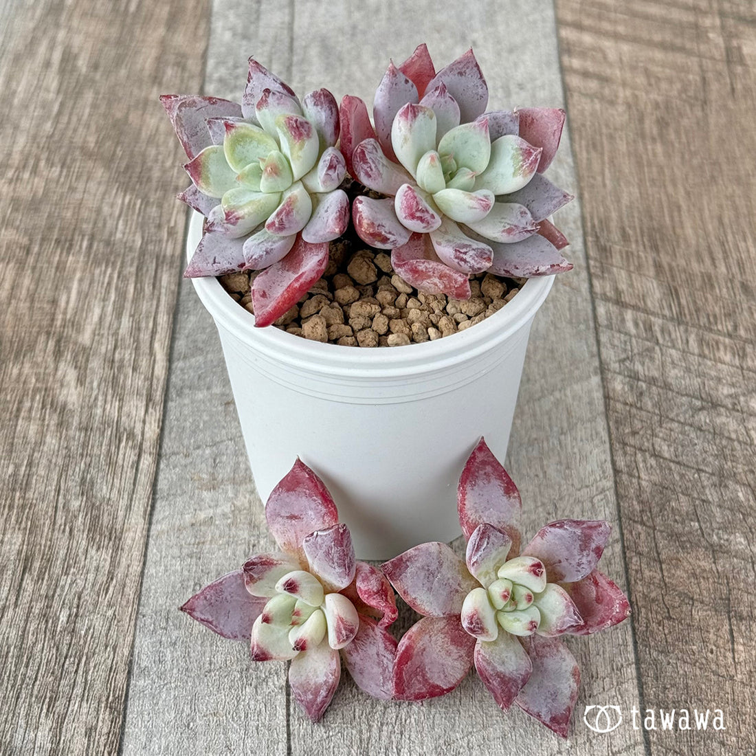 New Arrivals: Ice Green