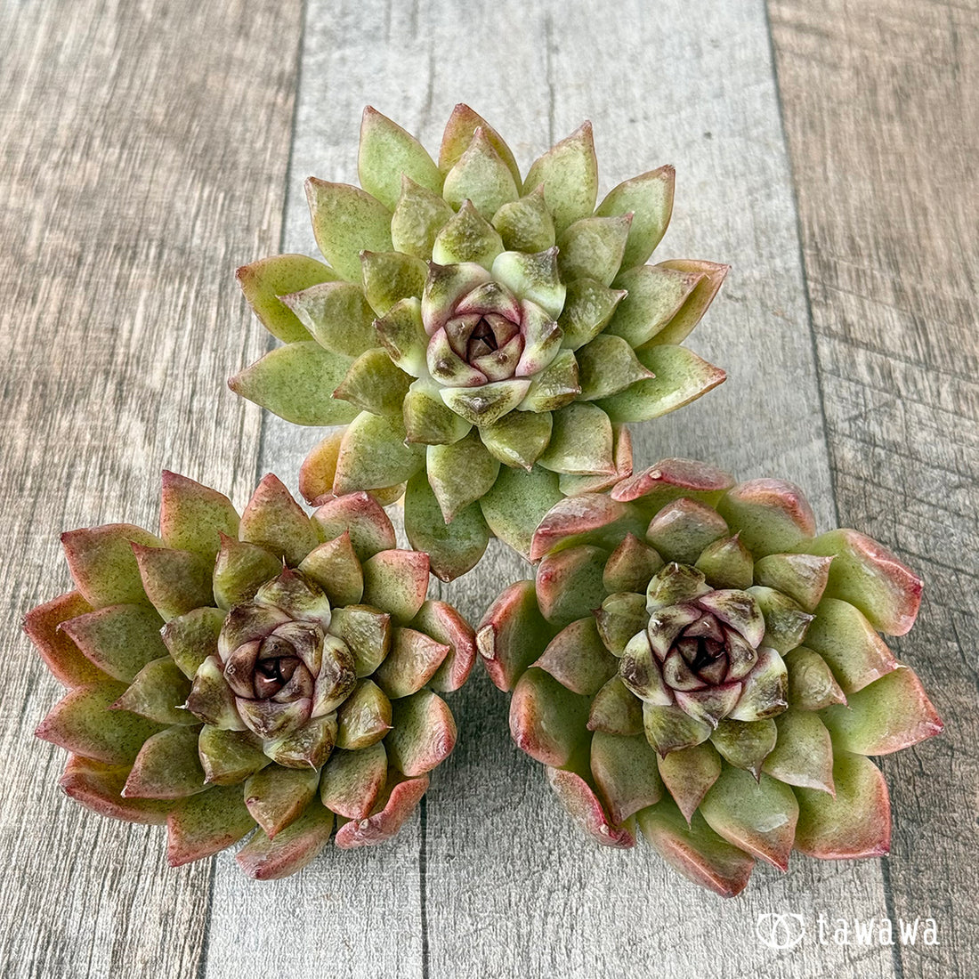 New Arrivals: Ice Green