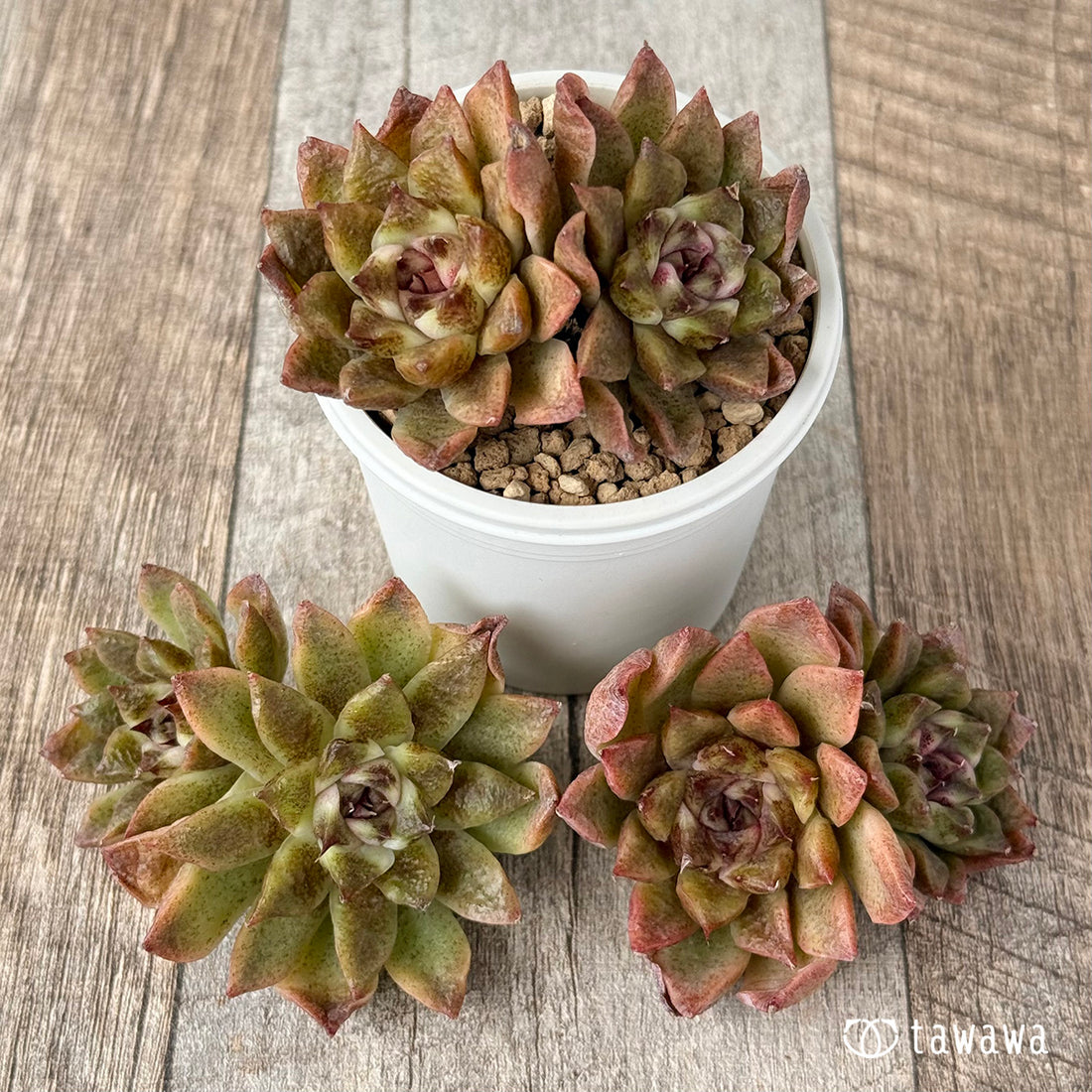 New Arrivals: Ice Green