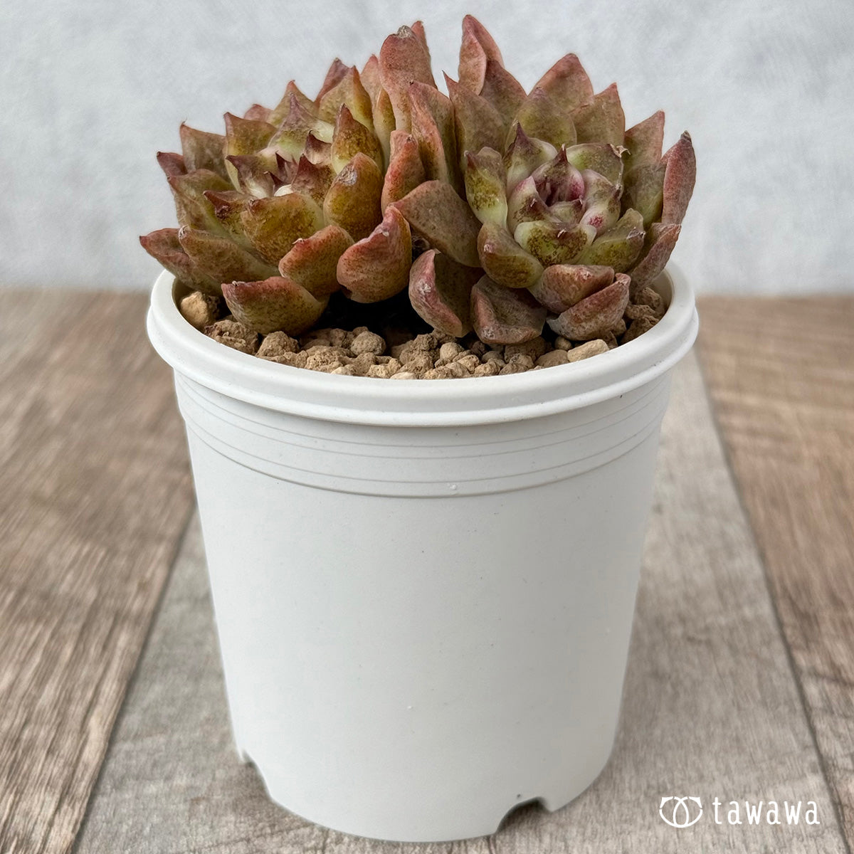 New Arrivals: Ice Green