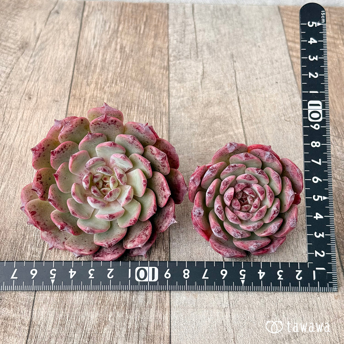チェリーブロッサム 【6cmオーバー苗】（チャンヒー農園苗）