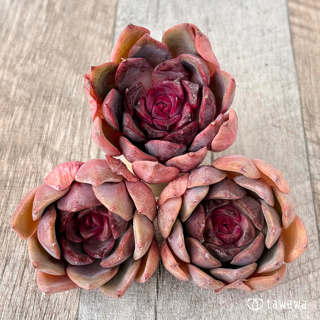 ピンクフォックス(チャンヒー農園苗)