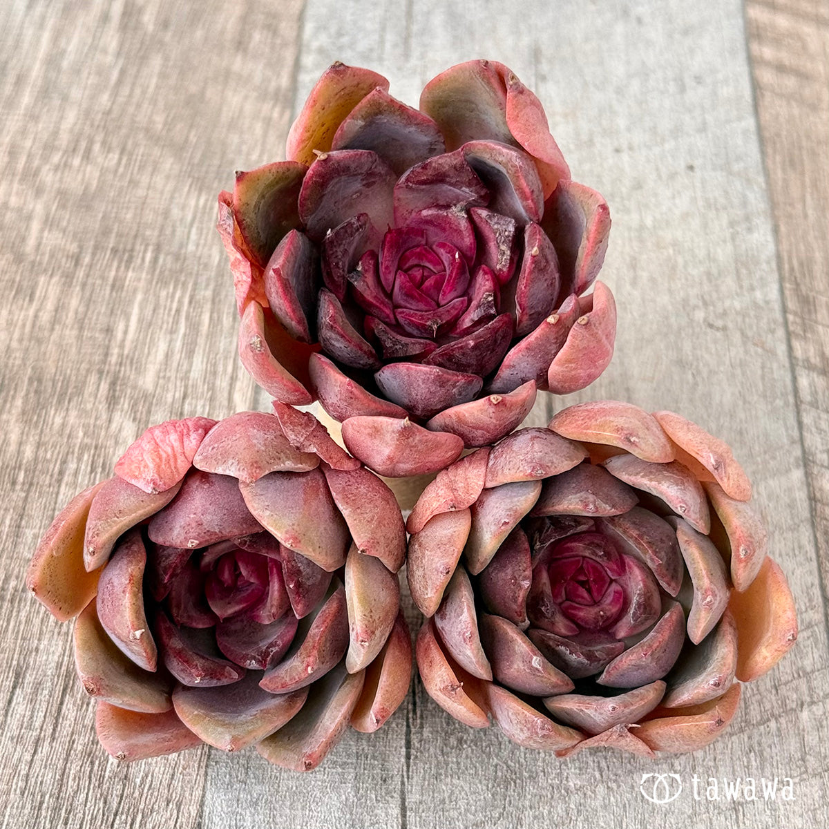 Pink Fox (Janghee Farm Seedling)
