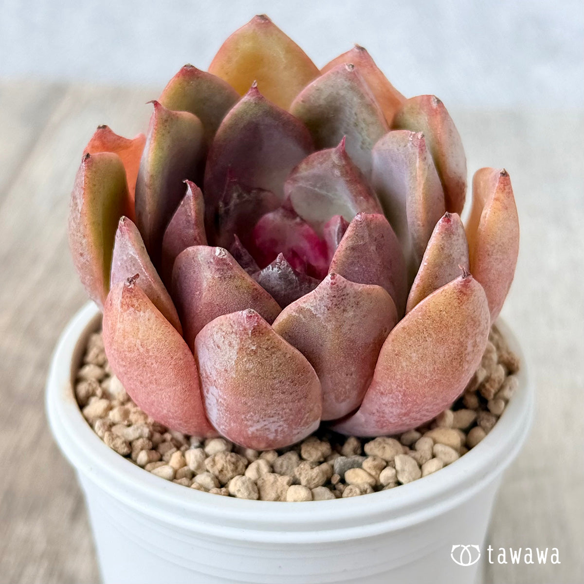 Pink Fox (Janghee Farm Seedling)