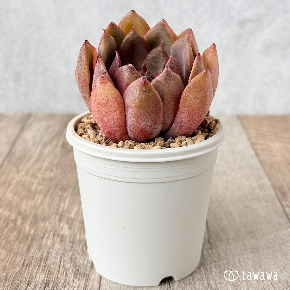 Pink Fox (Janghee Farm Seedling)