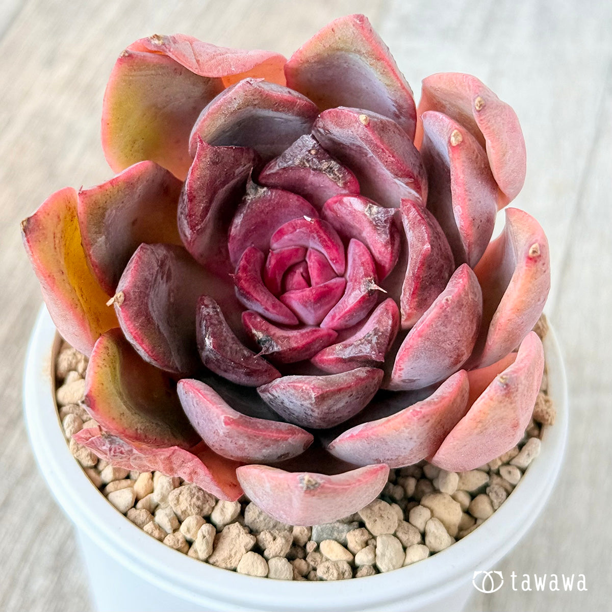 Pink Fox (Janghee Farm Seedling)