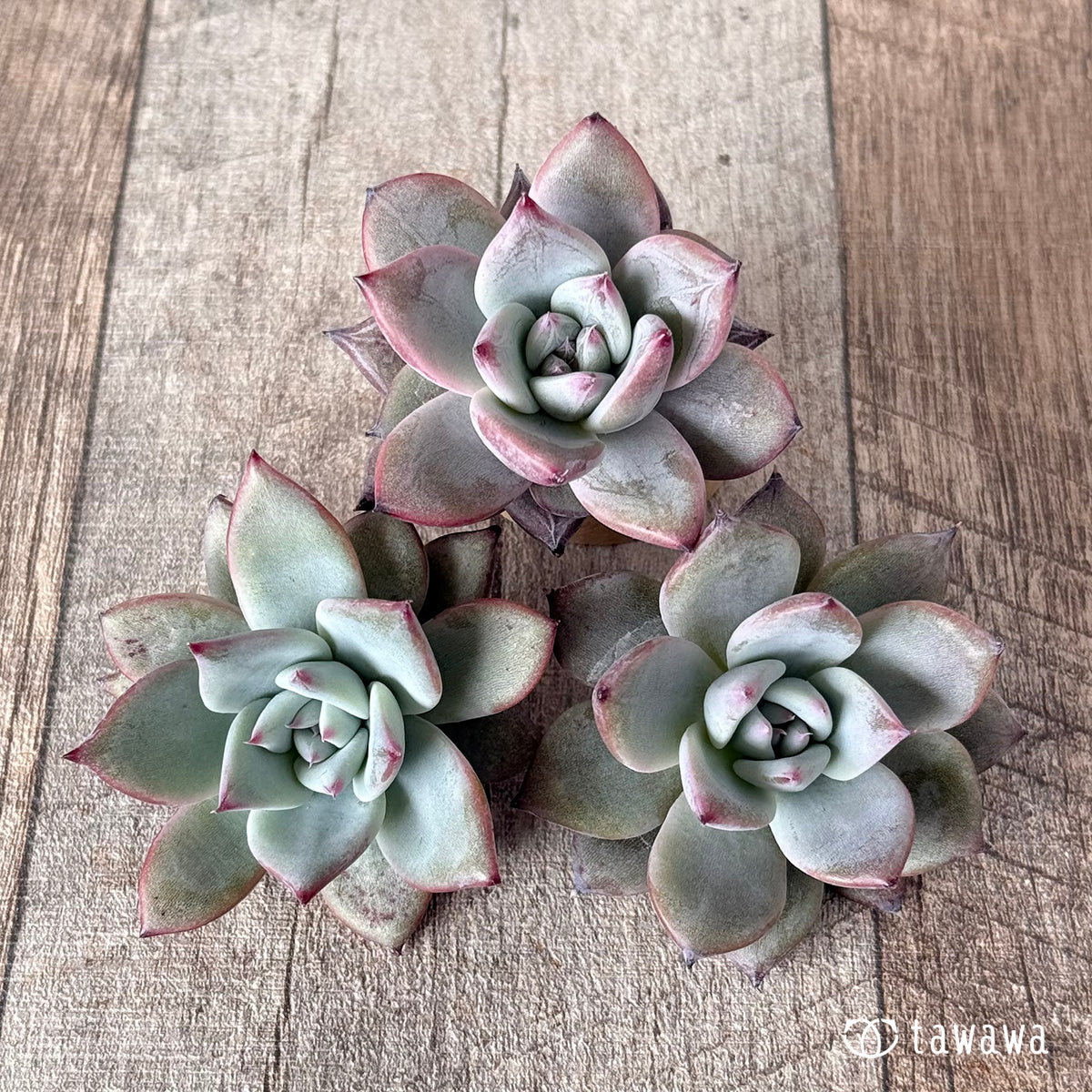 New Arrivals: Ice Green