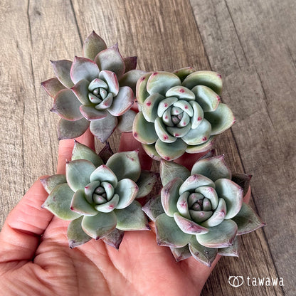 New Arrivals: Ice Green