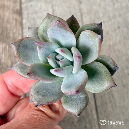 New Arrivals: Ice Green