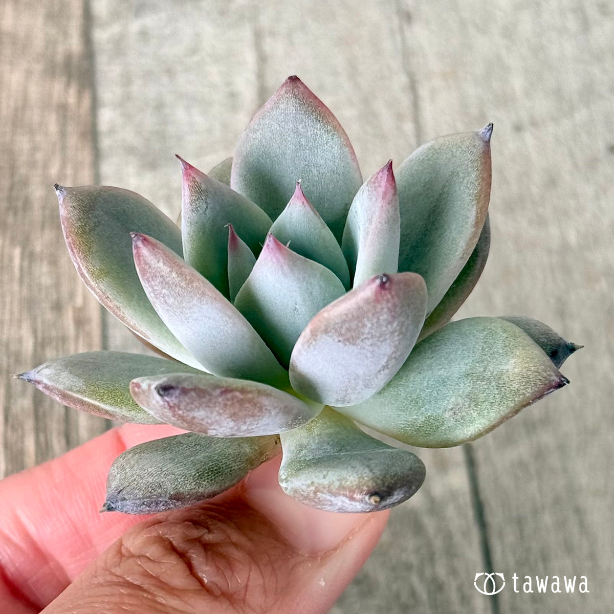 New Arrivals: Ice Green