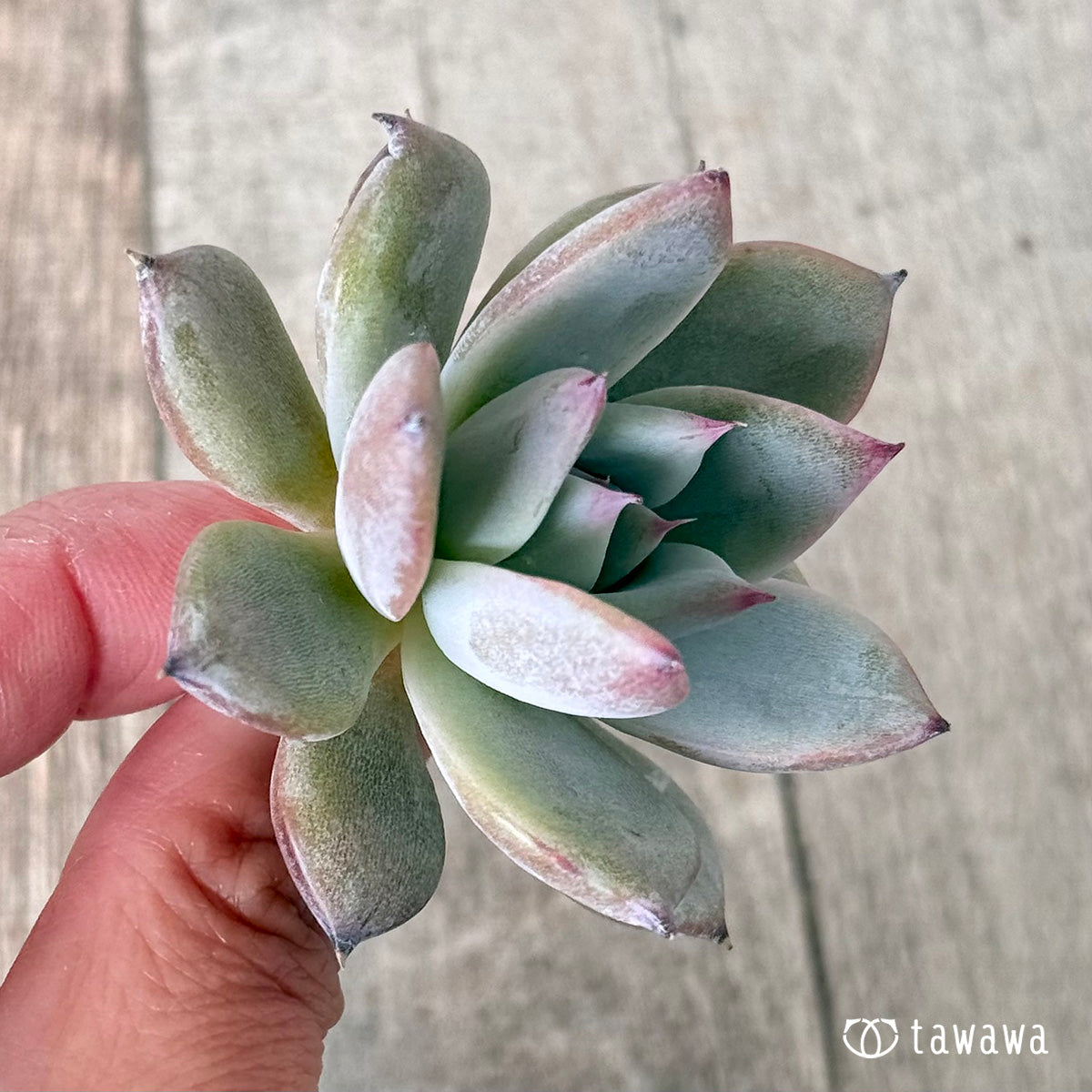 New Arrivals: Ice Green