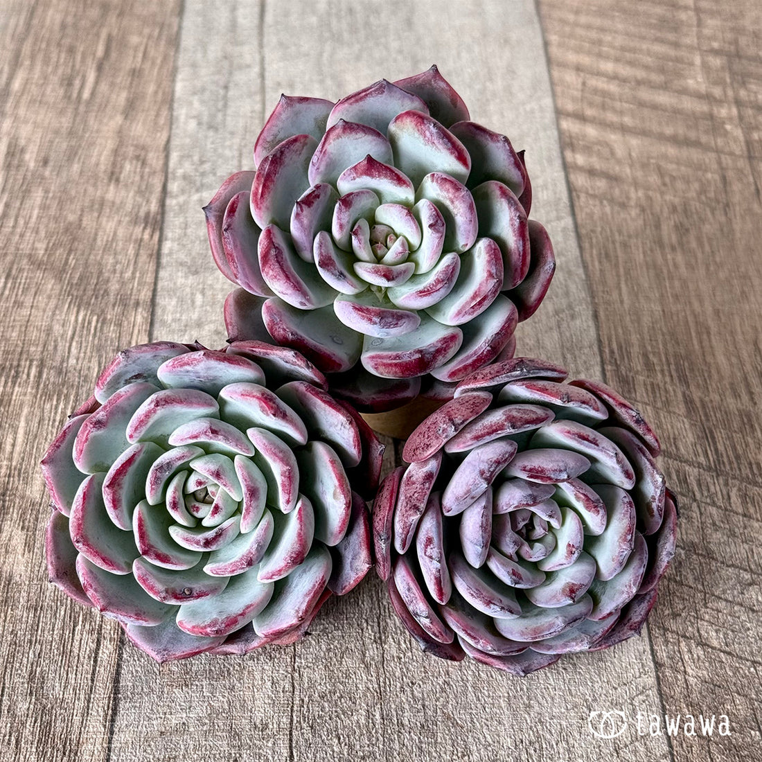 コールドブリュー (エアーマジック苗)