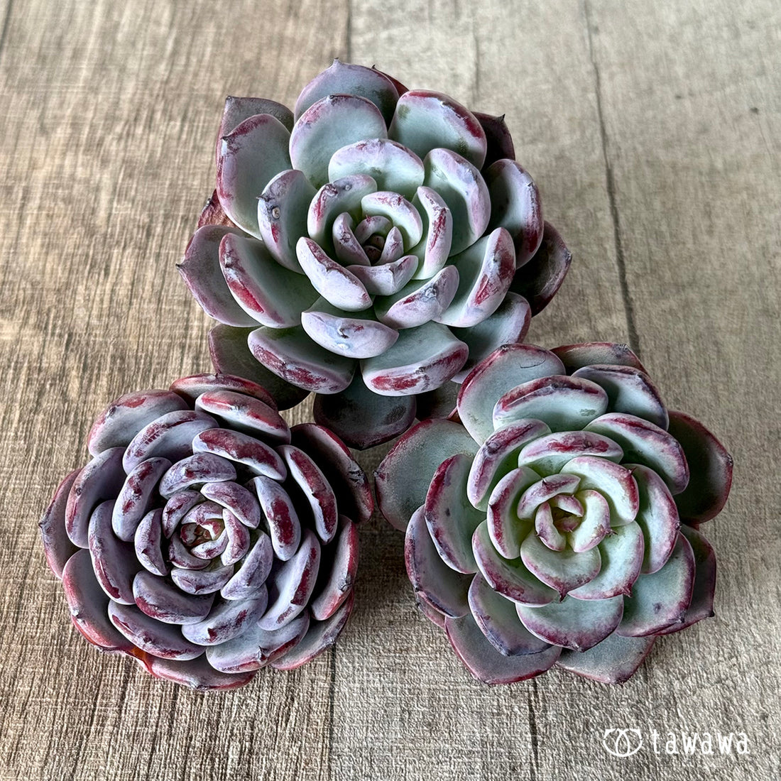 コールドピンク(エアーマジック苗)