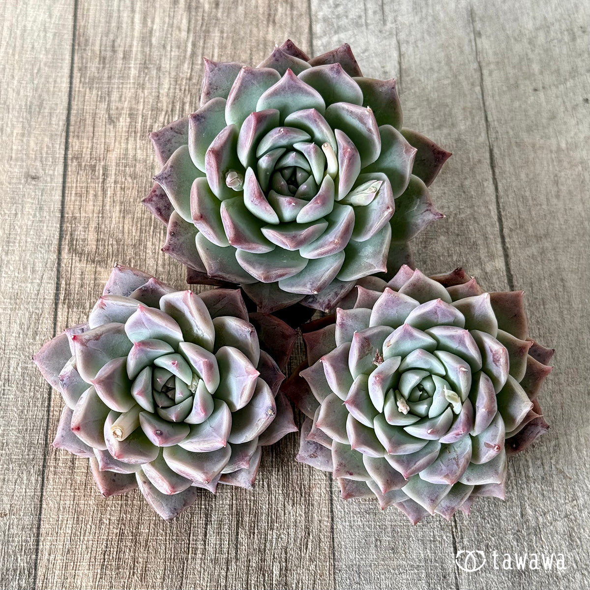 Sanko (Air Magic Nursery Seedlings)