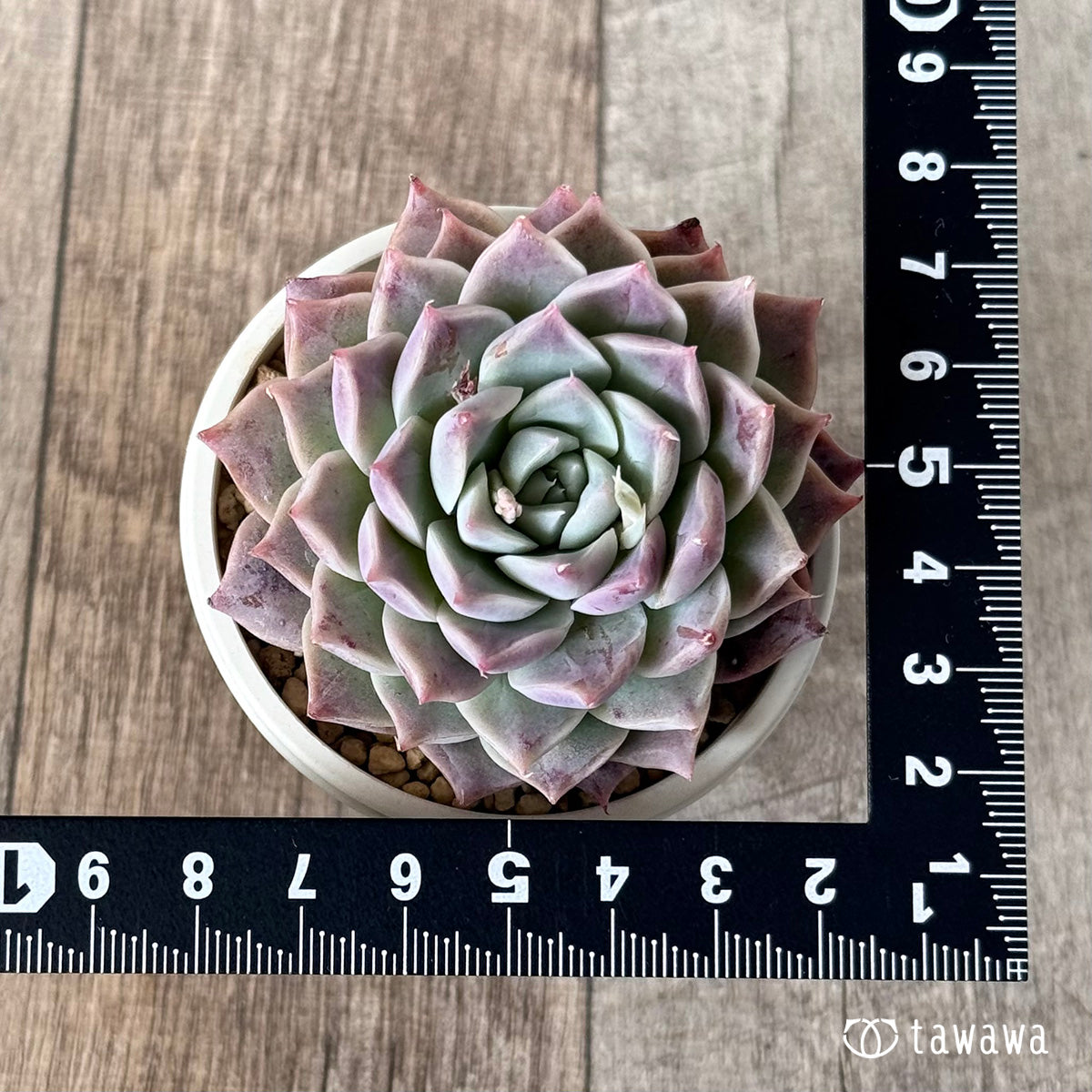 Sanko (Air Magic Nursery Seedlings)