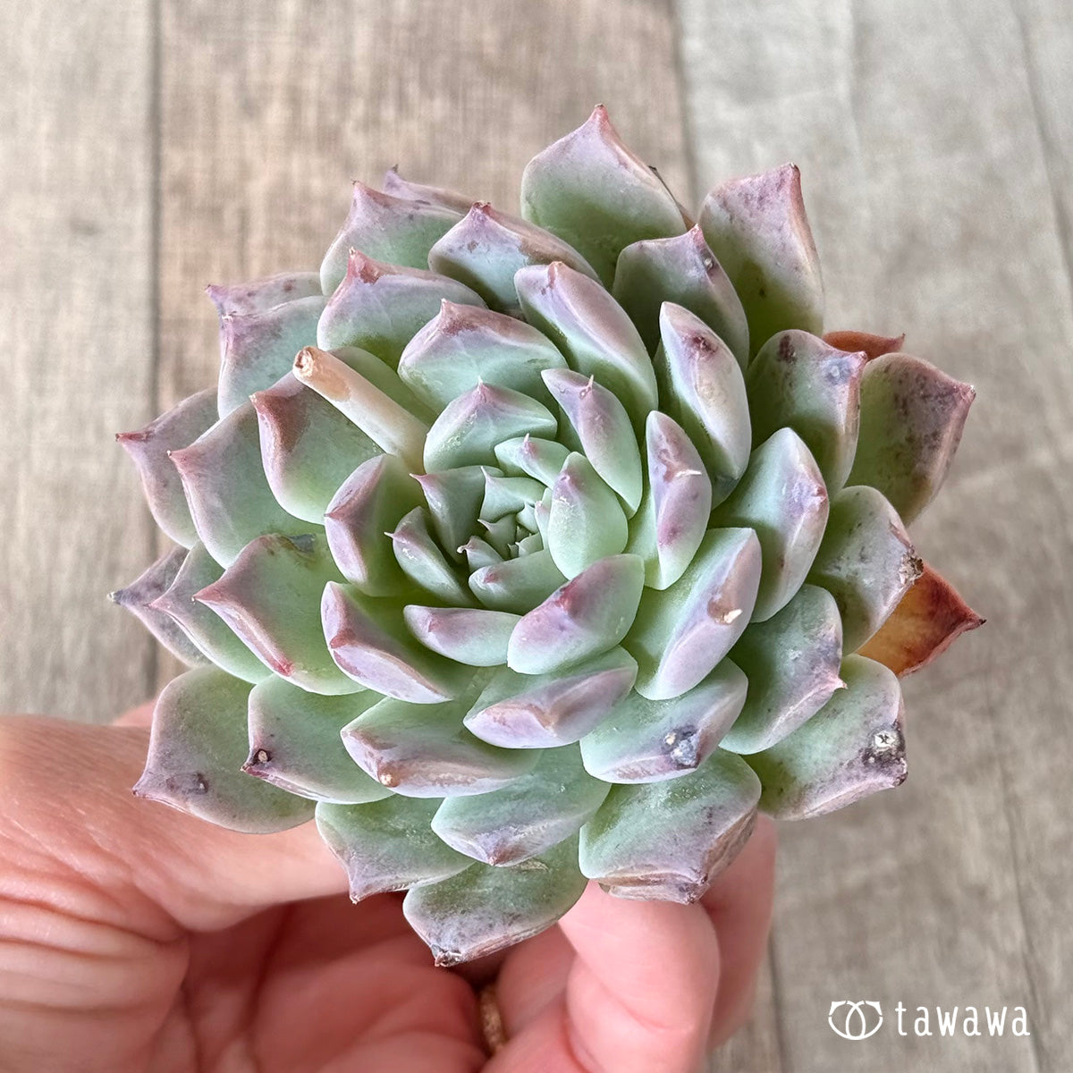 Sanko (Air Magic Nursery Seedlings)
