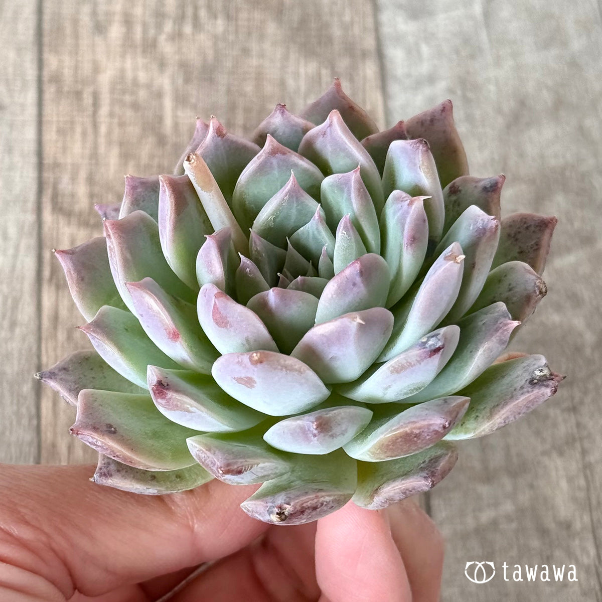 Sanko (Air Magic Nursery Seedlings)