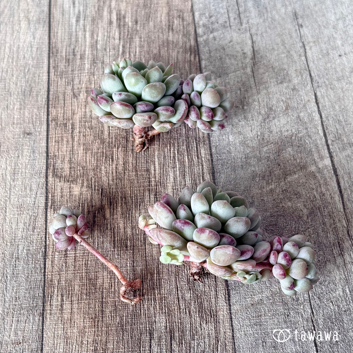 Pearl Bean (Air Magic Farm Seedling)