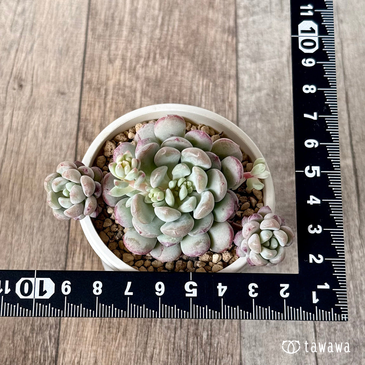 Pearl Bean (Air Magic Farm Seedling)