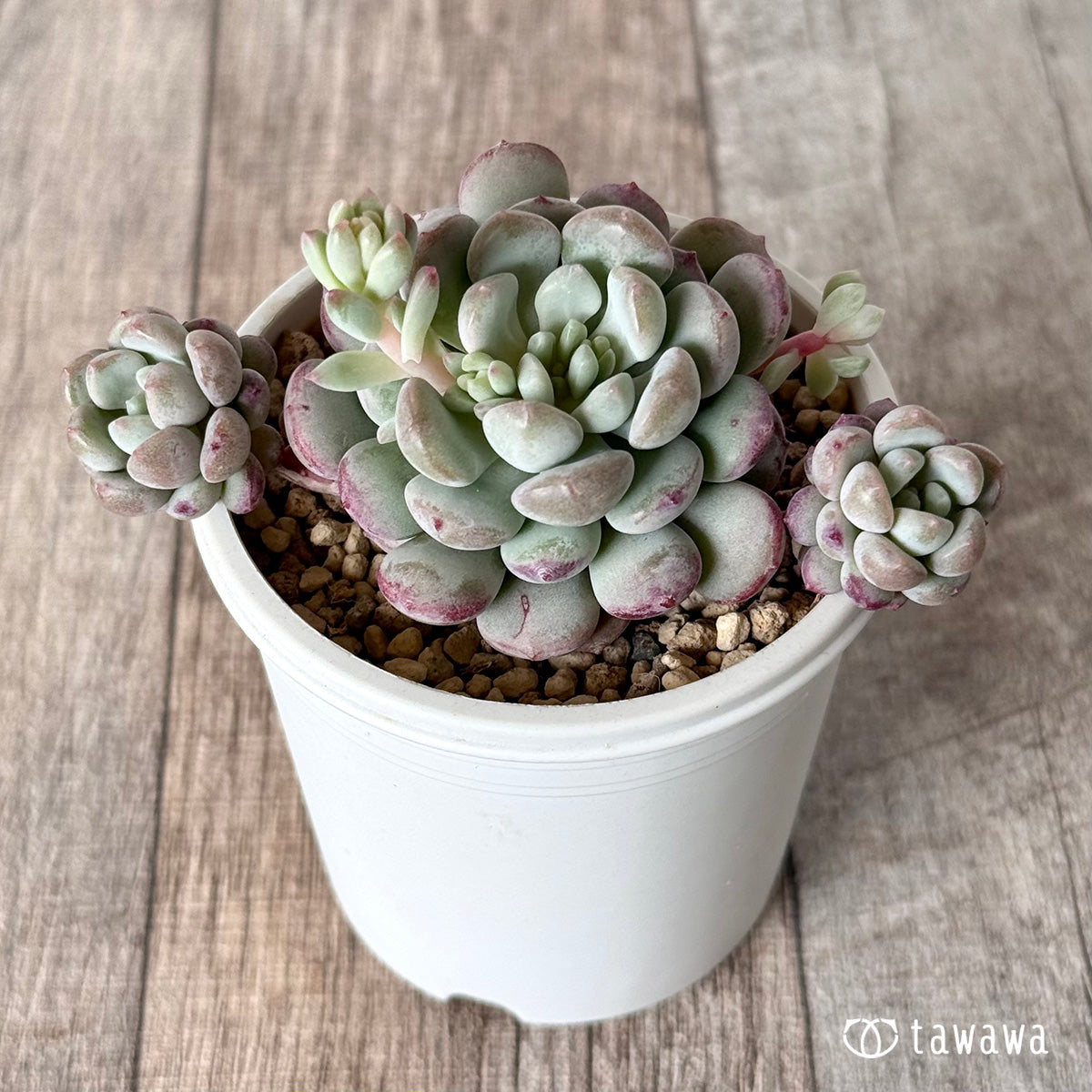 Pearl Bean (Air Magic Farm Seedling)