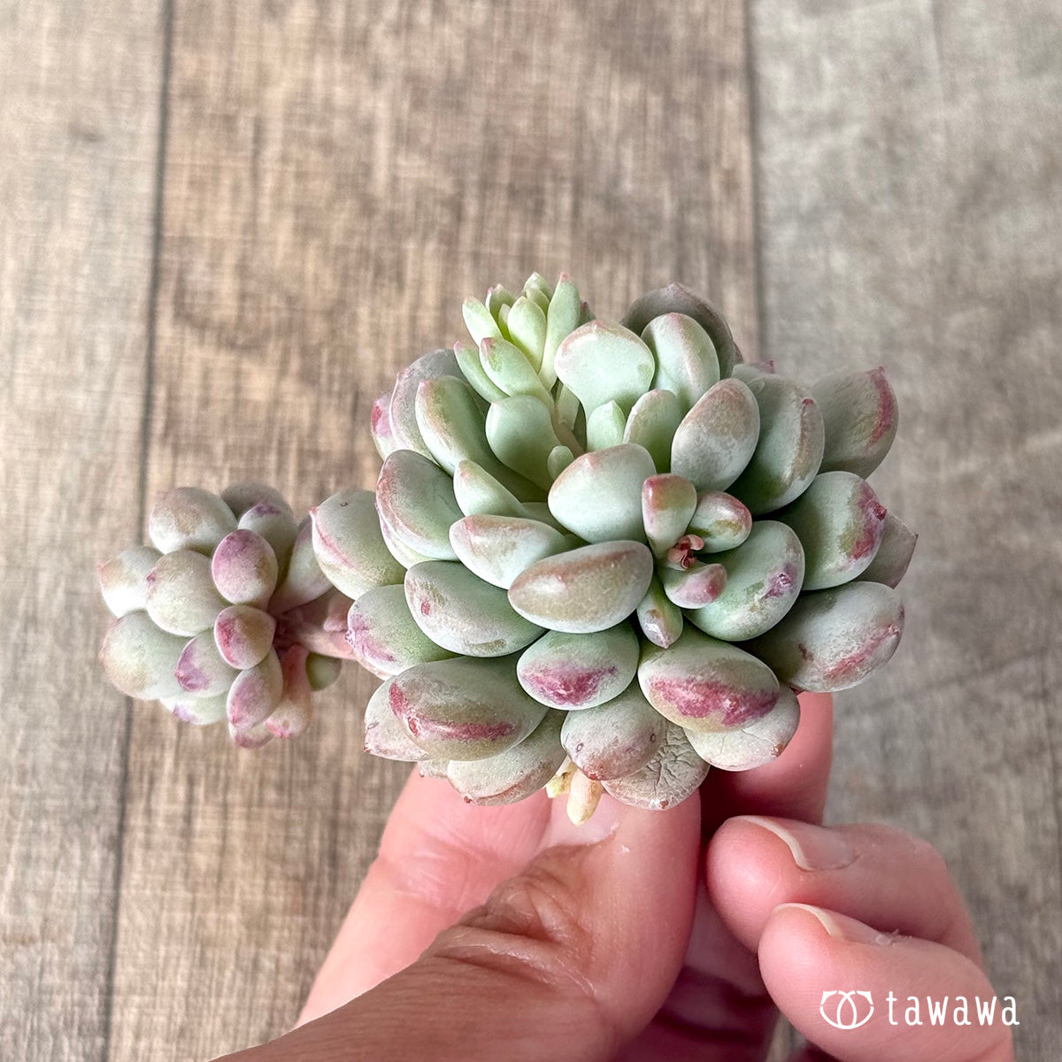 Pearl Bean (Air Magic Farm Seedling)