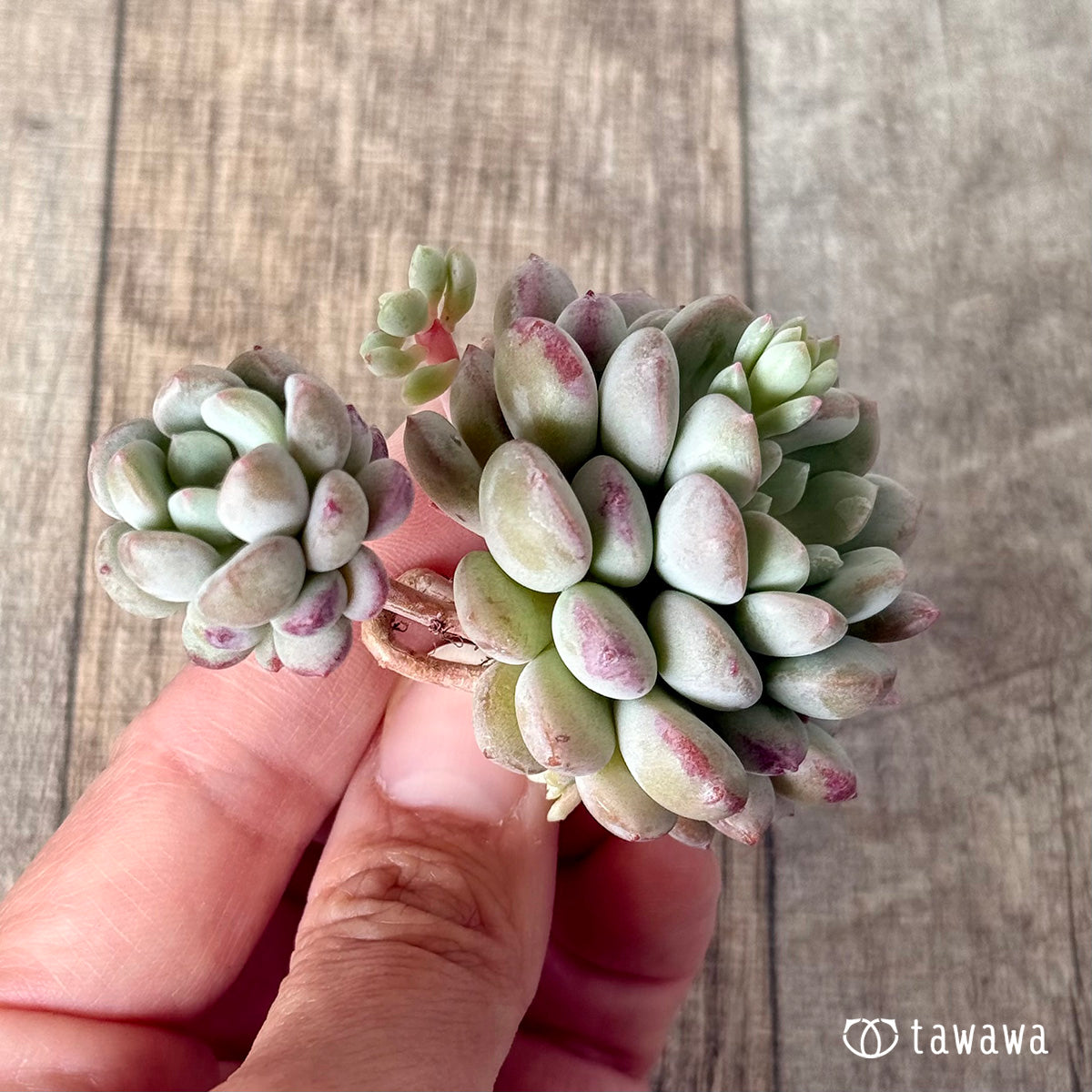 Pearl Bean (Air Magic Farm Seedling)