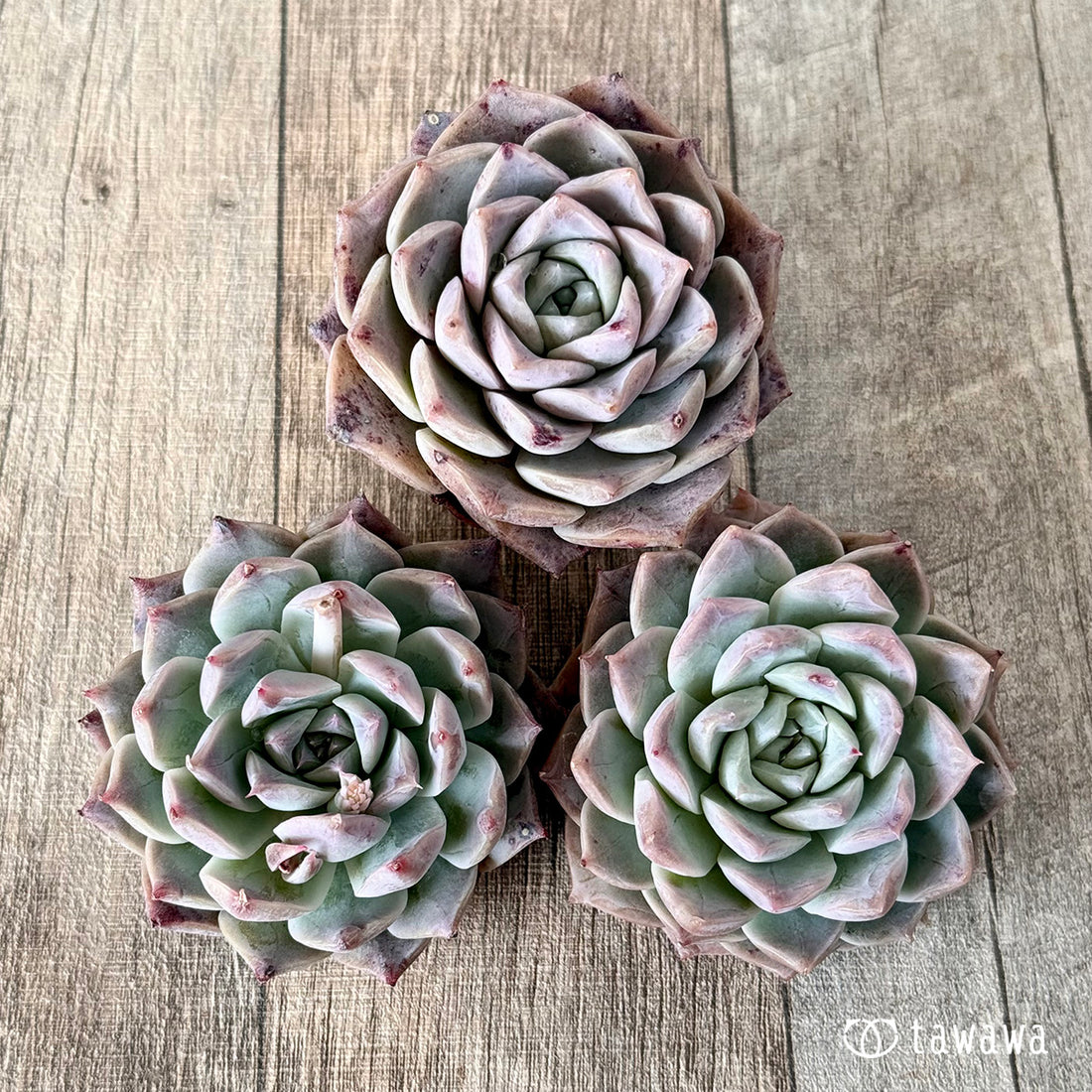 ファントムオブピンク(エアーマジック農園苗)