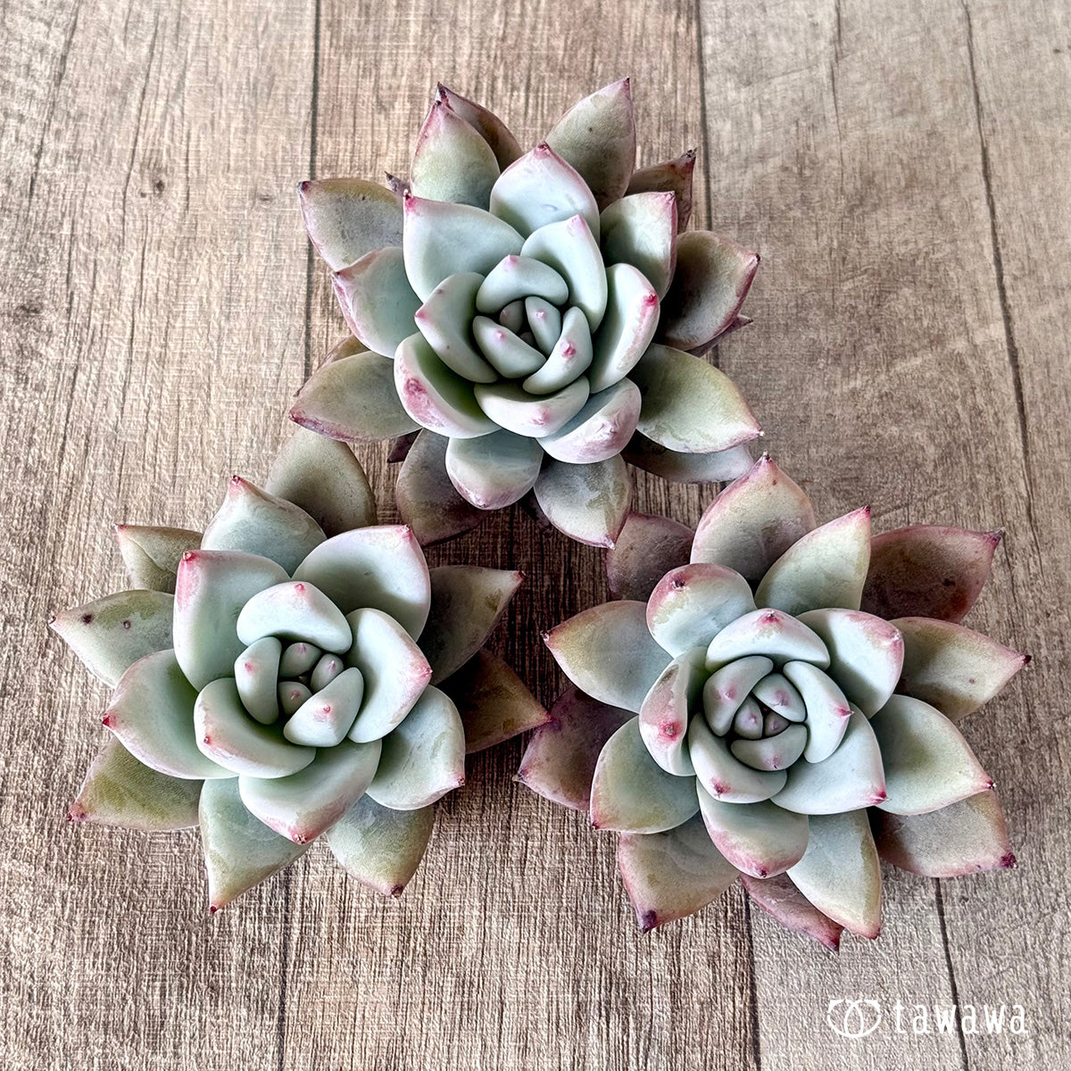 Echeveria colorata &