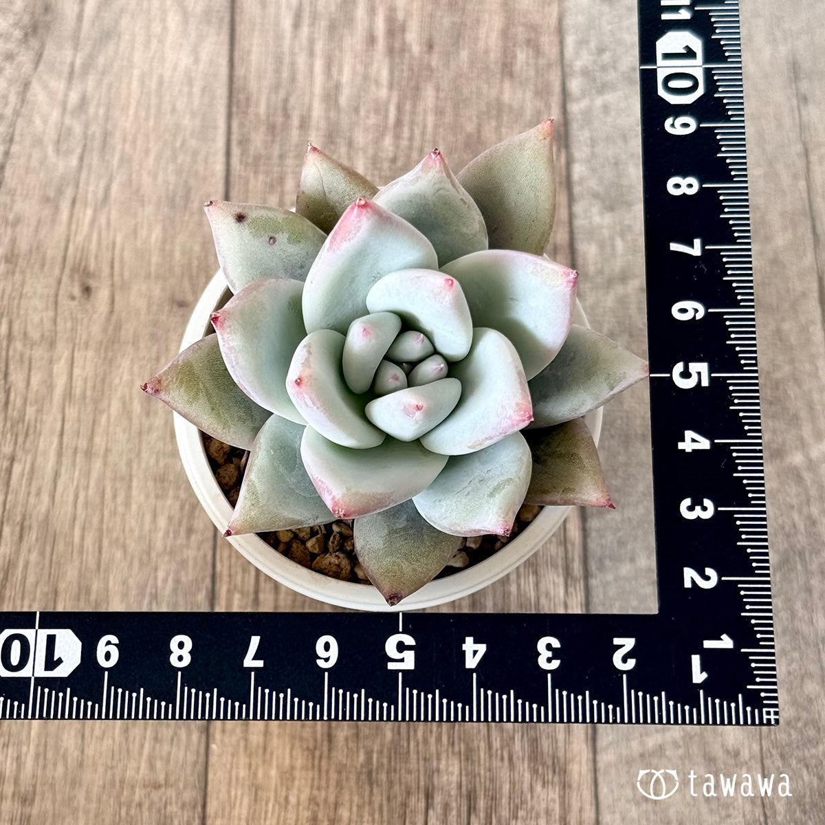 Echeveria colorata &