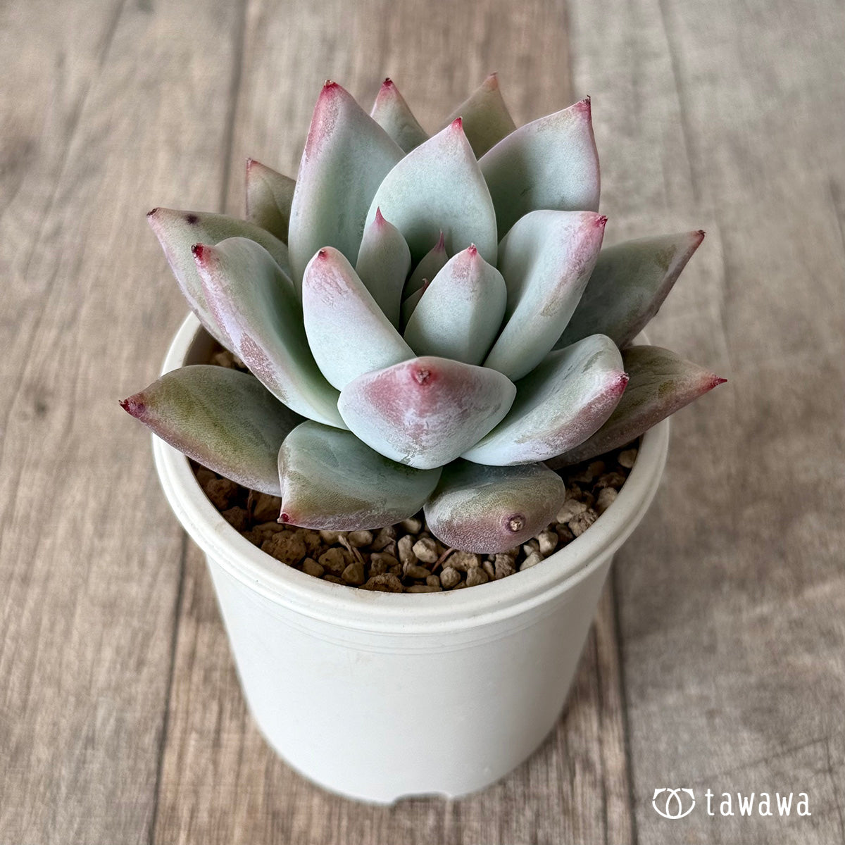 Echeveria colorata &