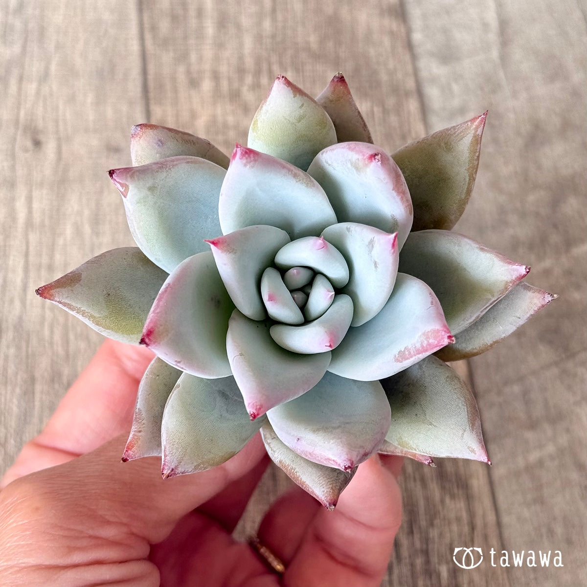 Echeveria colorata &