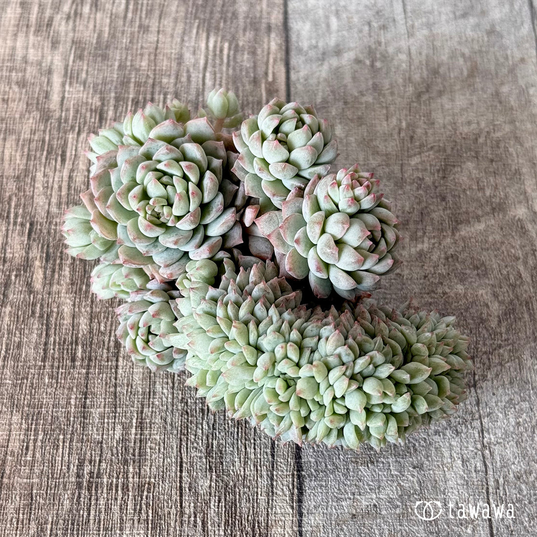 ピンクローサ綴化(エアーマジック苗)