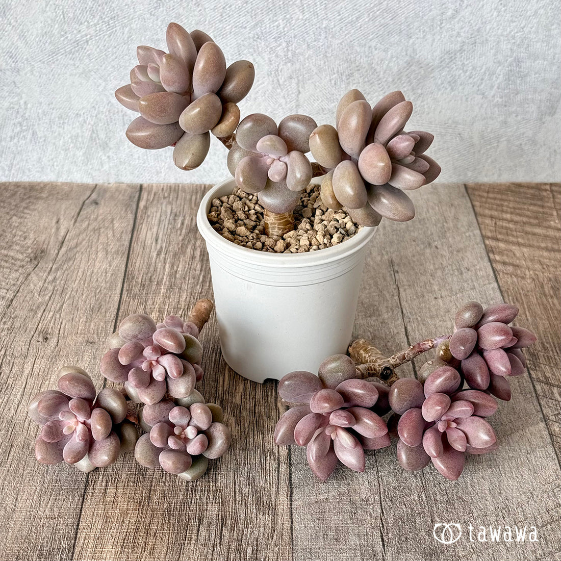 インディアンピンク(エアーマジック農園苗)