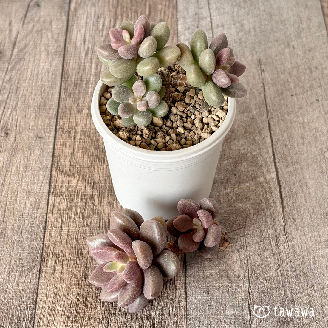 エンジェルズキウイ(エアーマジック農園苗)