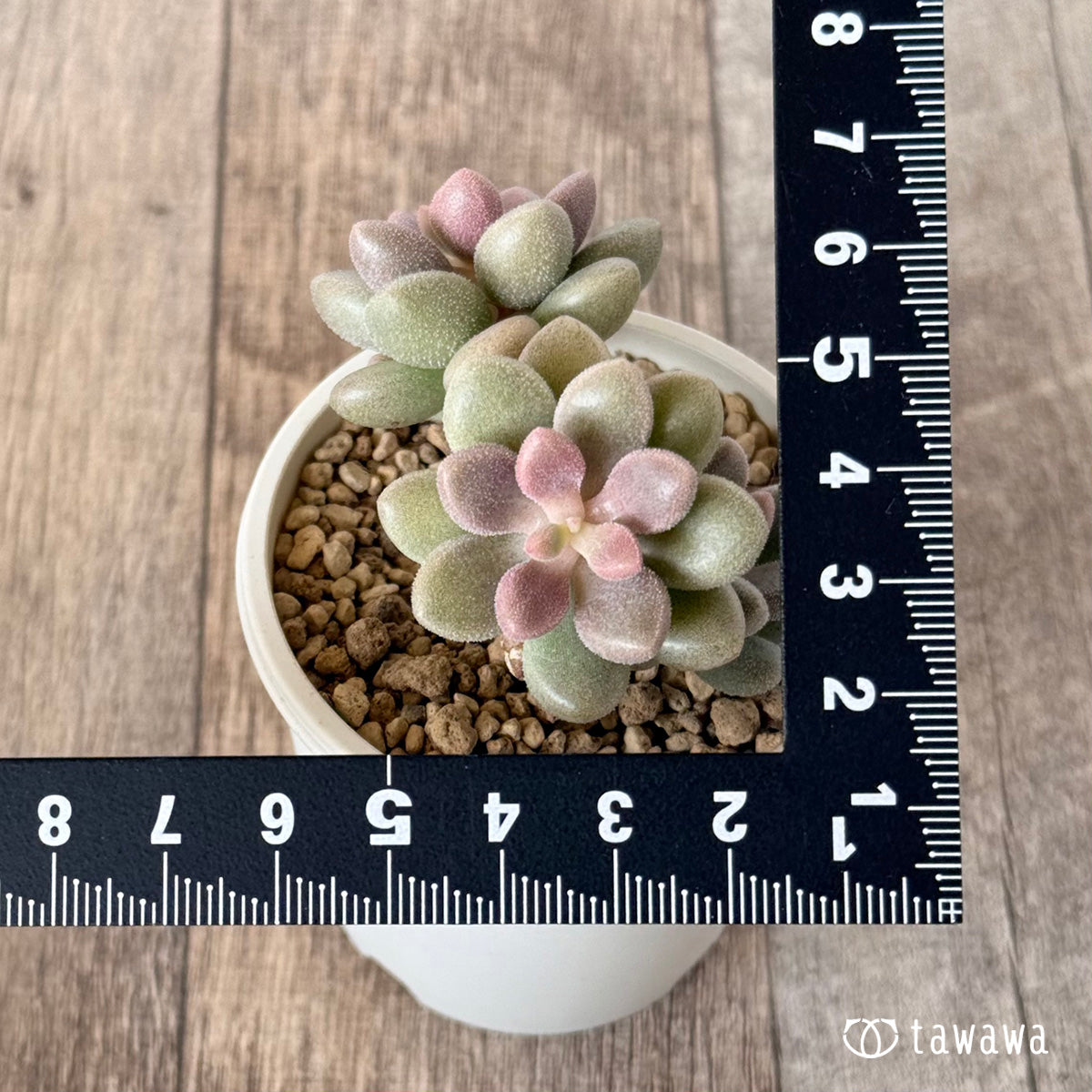 Angels Kiwi (Air Magic Farm Seedling)