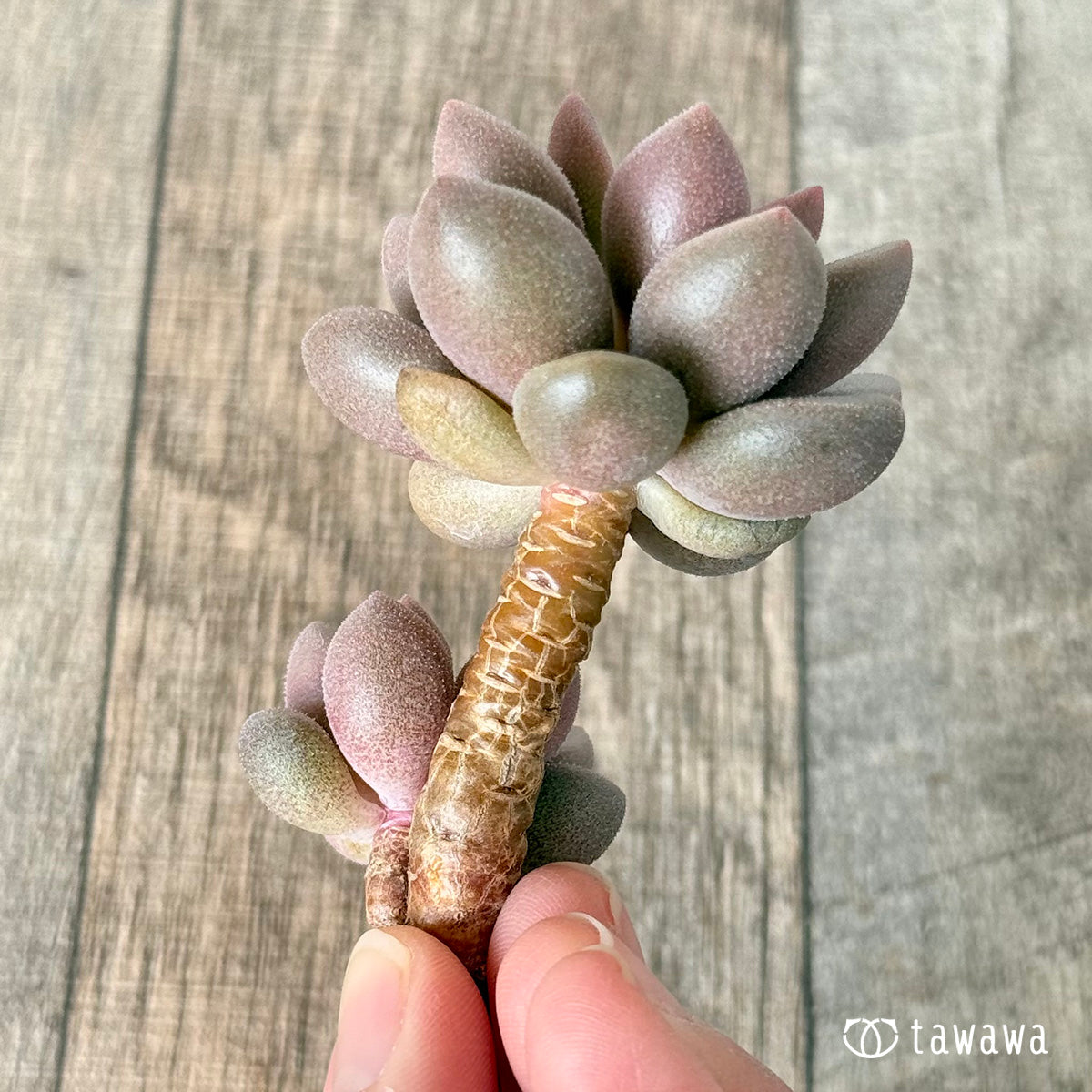 Angels Kiwi (Air Magic Farm Seedling)