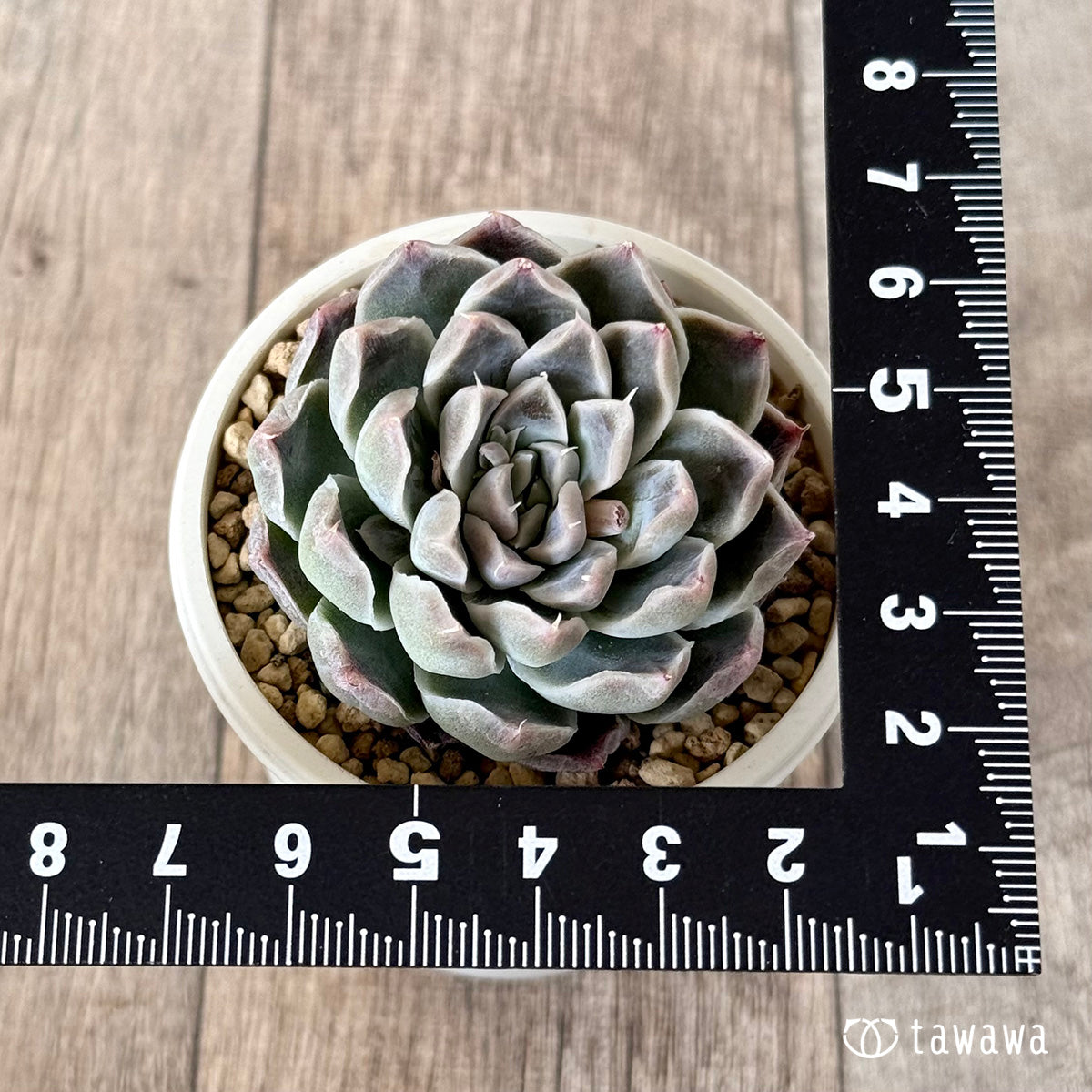 Echeveria &