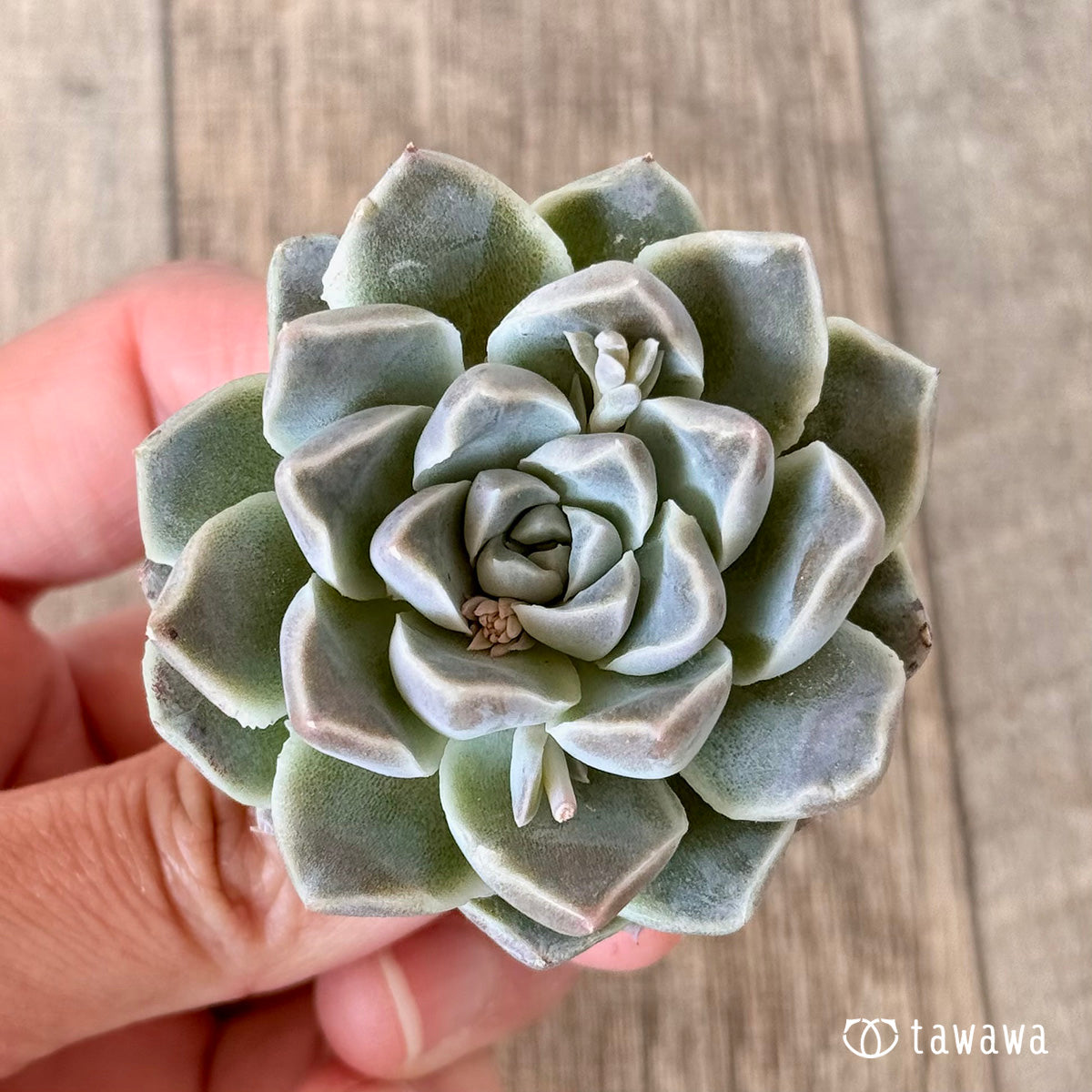 Echeveria &