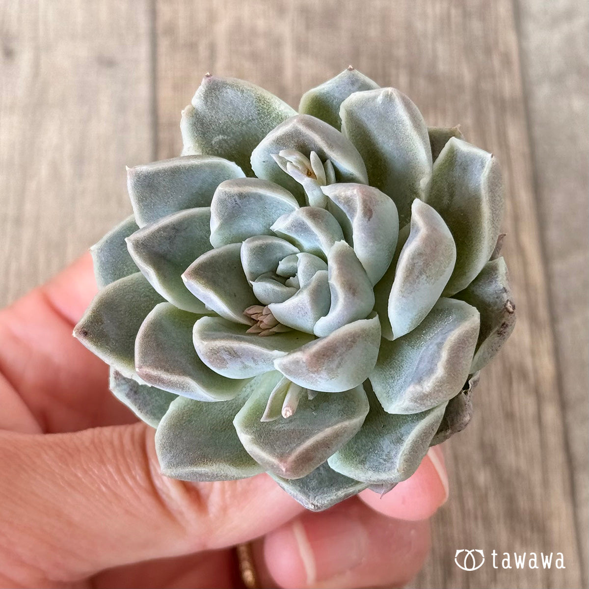 Echeveria &