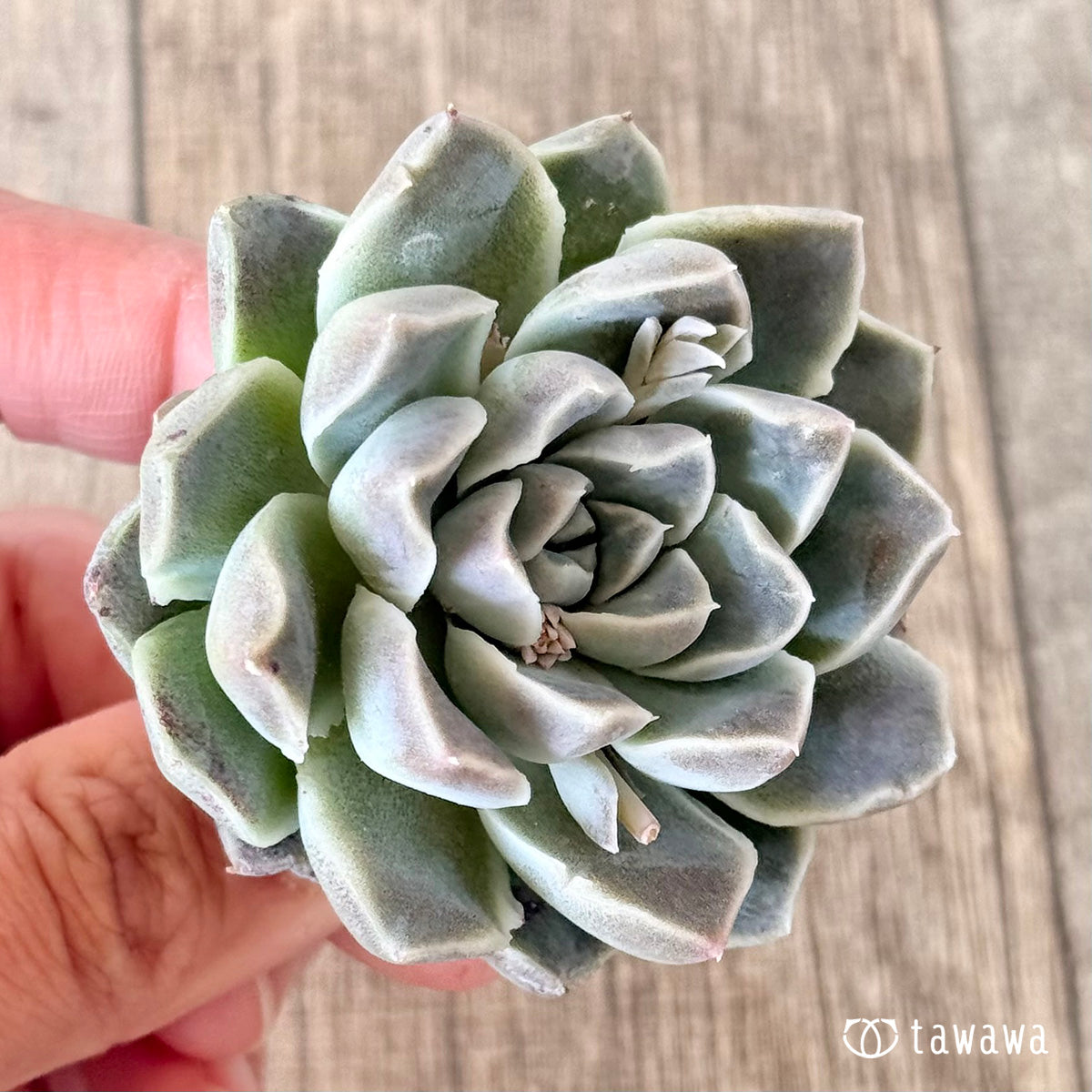 Echeveria &