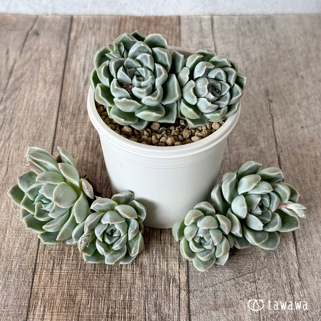 サンチェスカン【双頭苗】(エアーマジック農園苗)